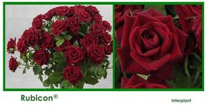 ROSE BR. RUBICON 40